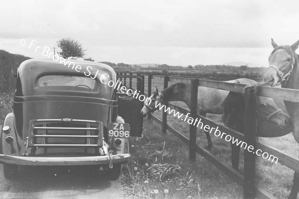 SHESLOON STUD   HORSES LOOKING AT CAR